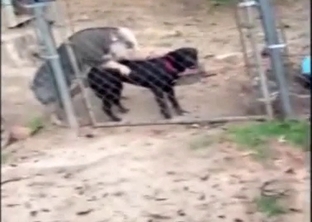 Sensual dogs are enjoying hardcore penetration