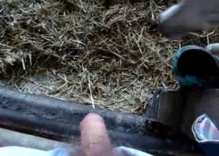 Cute lamb sensually licks my soft prick